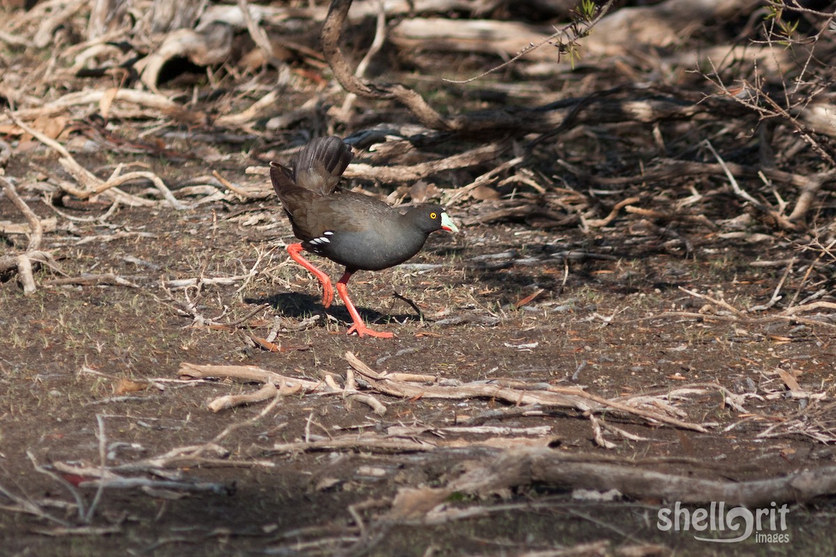 Black-tailed Nativehen - Luke Shelley