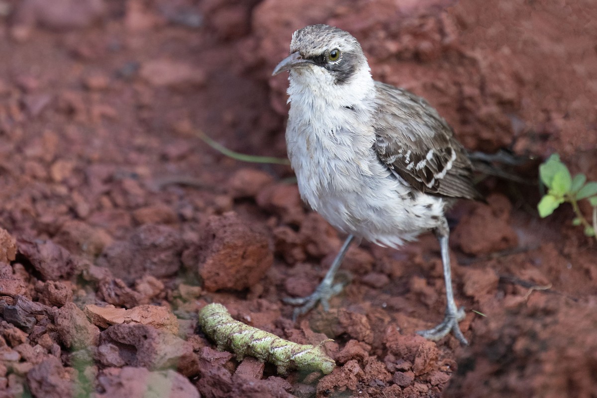 Galapagos Mockingbird - ML653023917