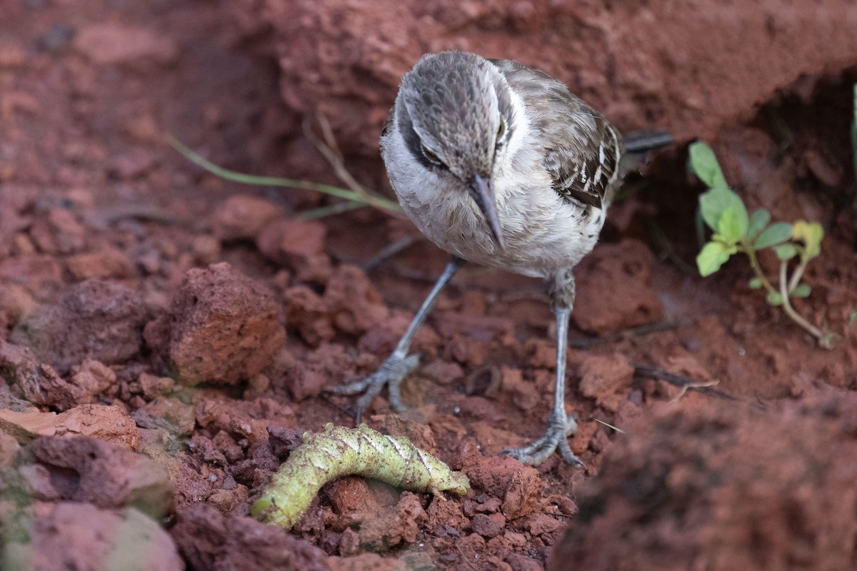 Galapagos Mockingbird - ML653023918