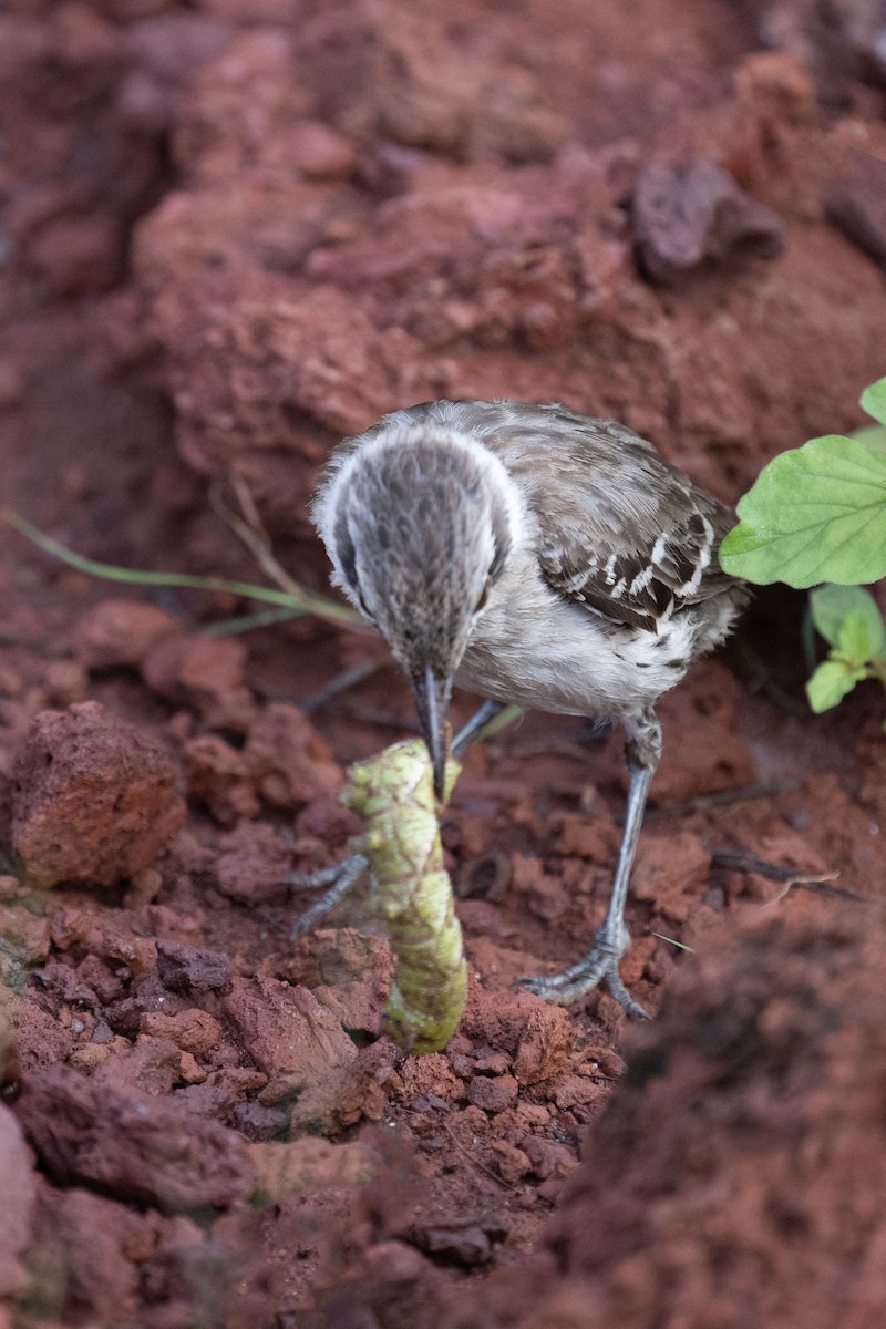 Galapagos Mockingbird - ML653023921
