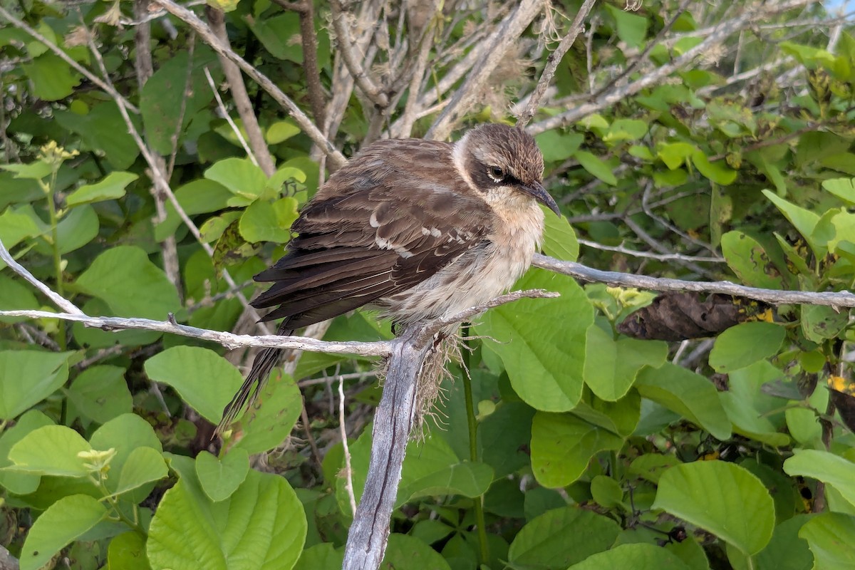 Galapagos Mockingbird - ML653023940