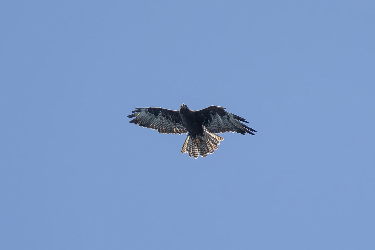 Galapagos Hawk - ML653024142