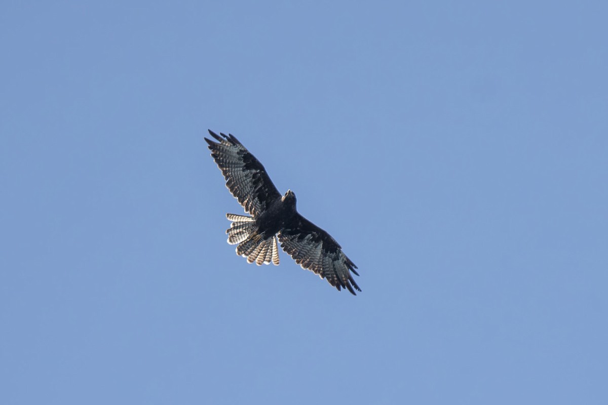 Galapagos Hawk - ML653024146