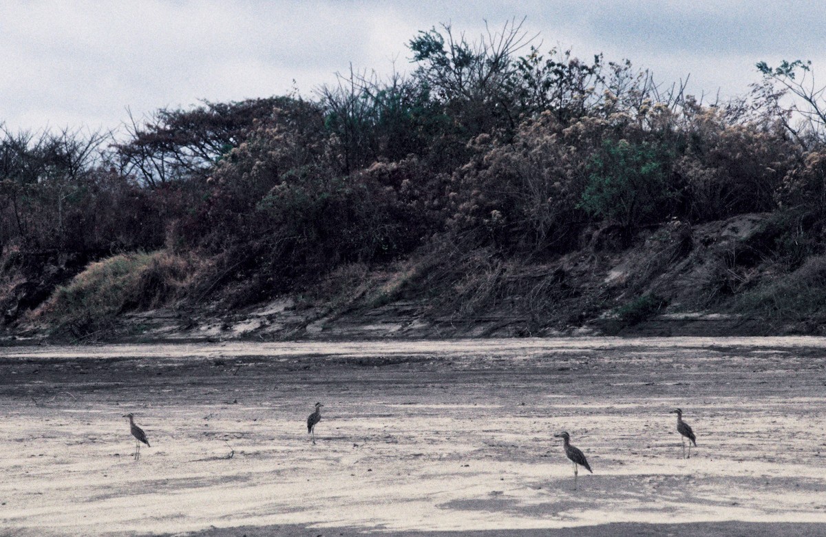 Double-striped Thick-knee - ML653029649
