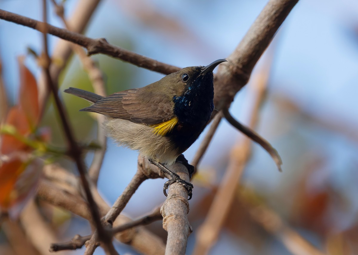 Ornate Sunbird (Cream-bellied) - ML653029659