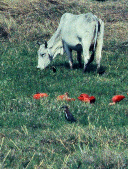 Rufescent Tiger-Heron - ML653030200