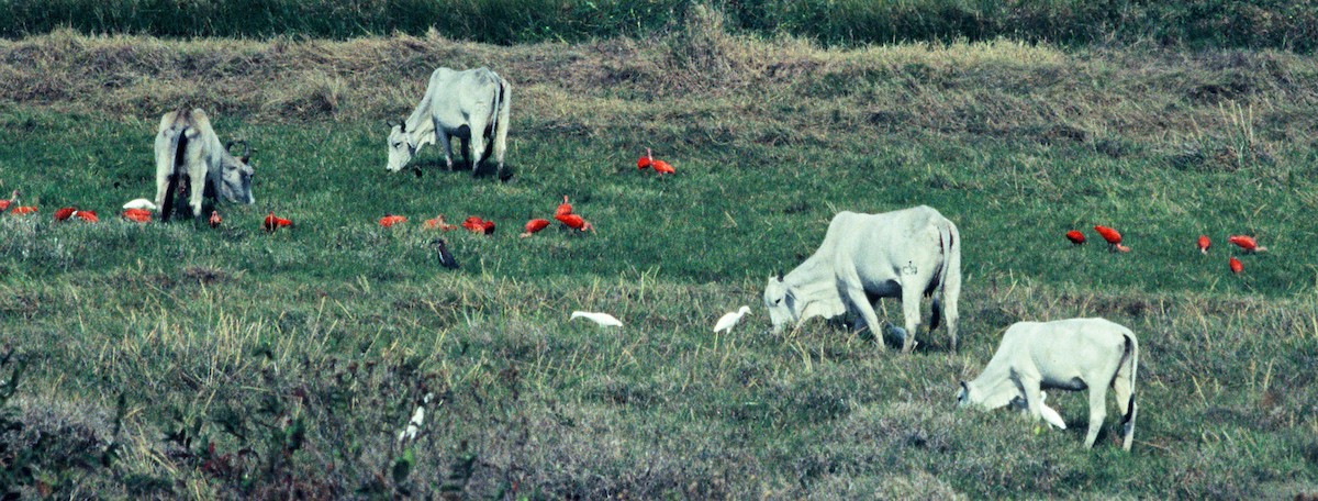 Scarlet Ibis - ML653030269