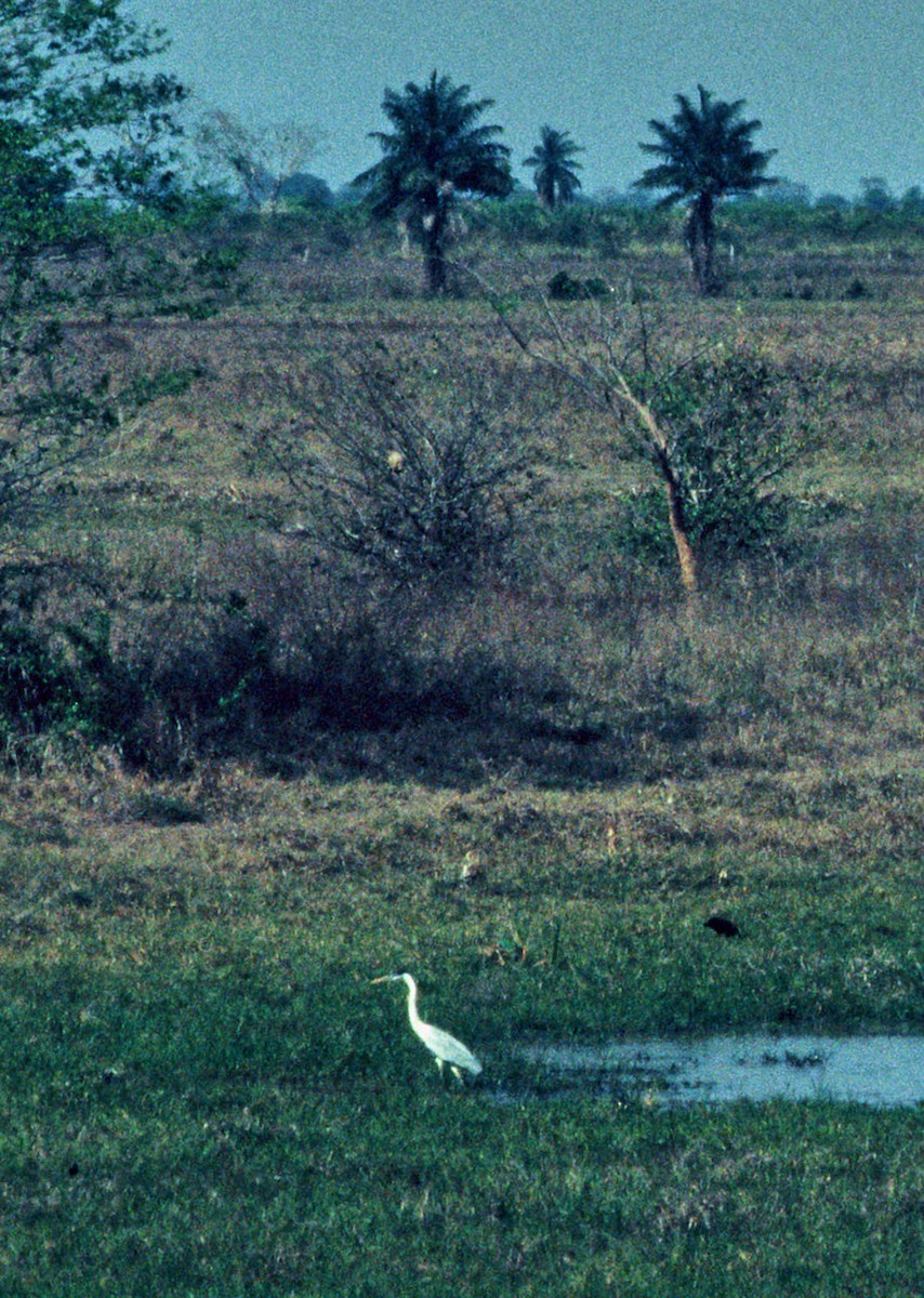 Cocoi Heron - ML653030610