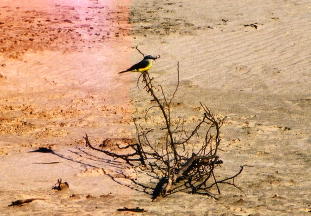 Tropical Kingbird - ML653031232
