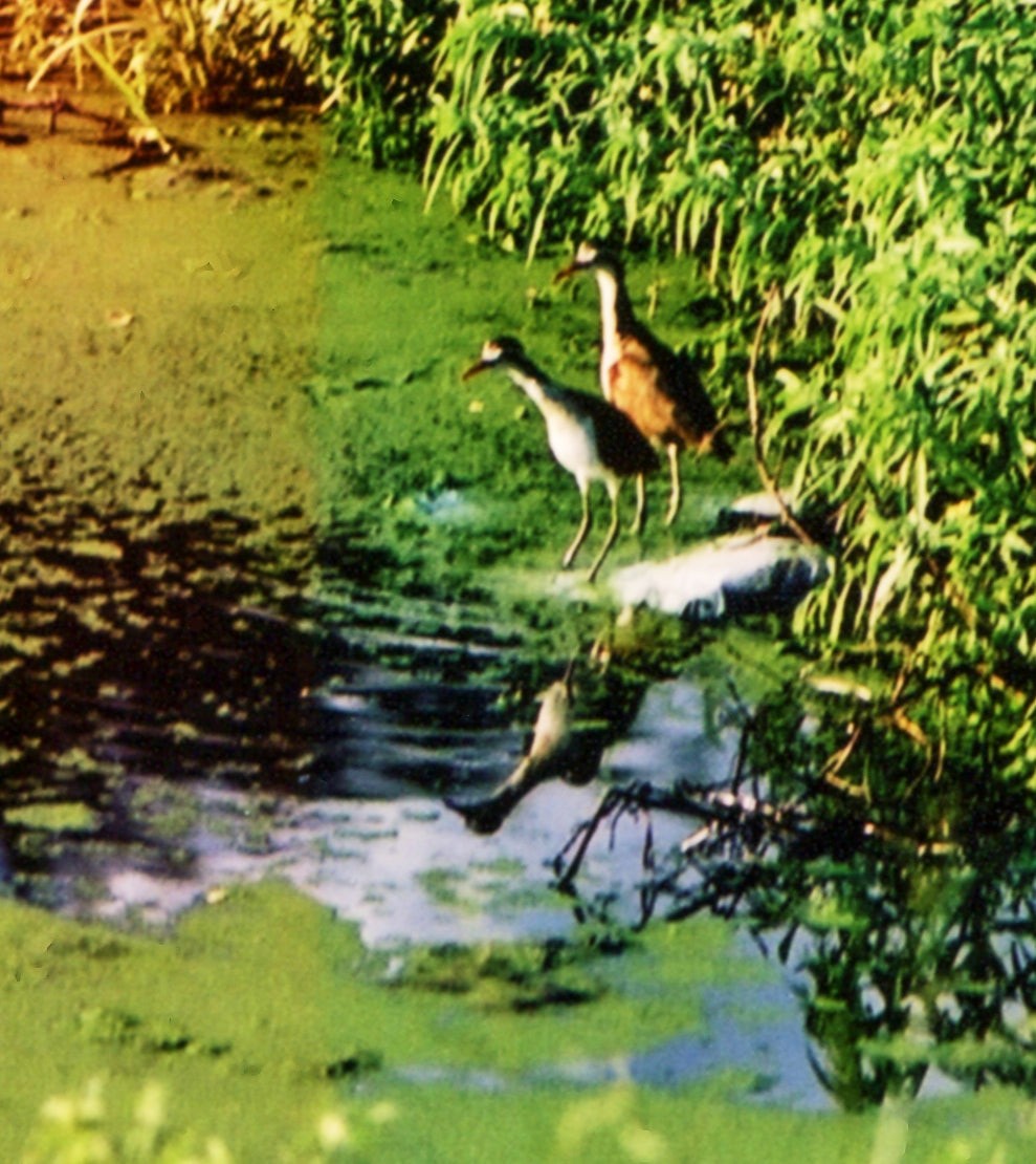 Wattled Jacana (Chestnut-backed) - ML653031390