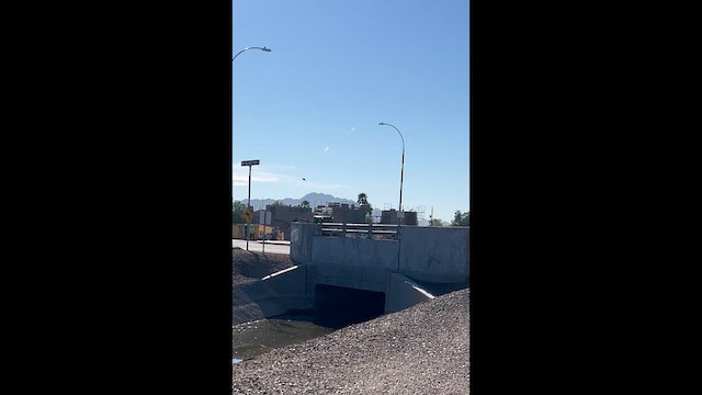 Cliff Swallow - ML653031947