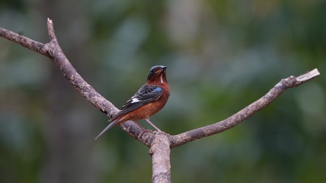 White-throated Rock-Thrush - ML653032637