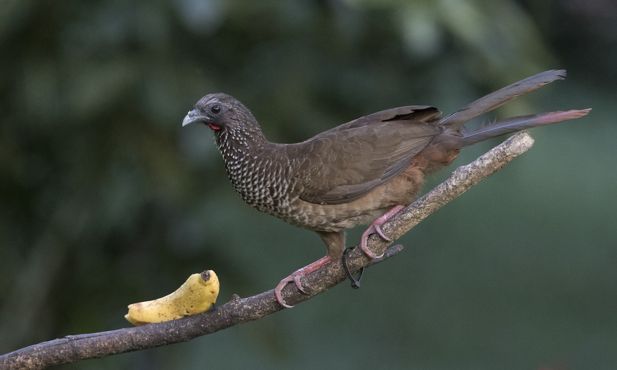Speckled Chachalaca - Brian Sullivan
