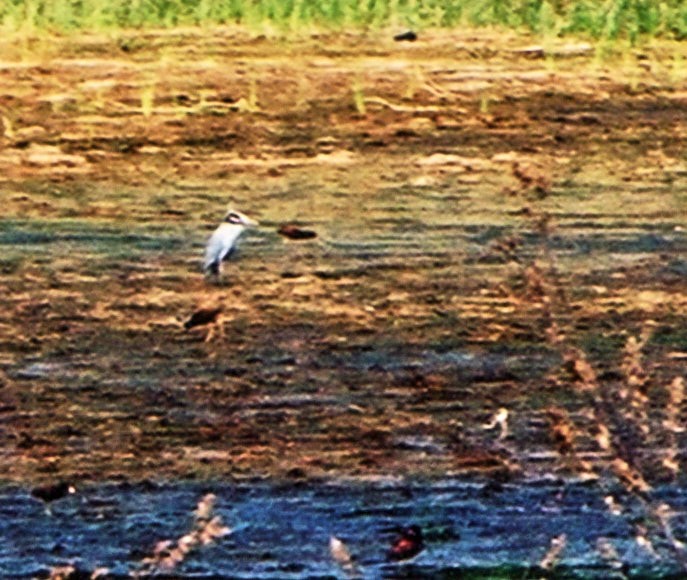 Yellow-crowned Night Heron (Yellow-crowned) - ML653035050