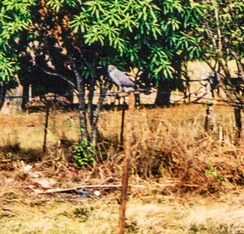 Roadside Hawk (Northern) - ML653035057