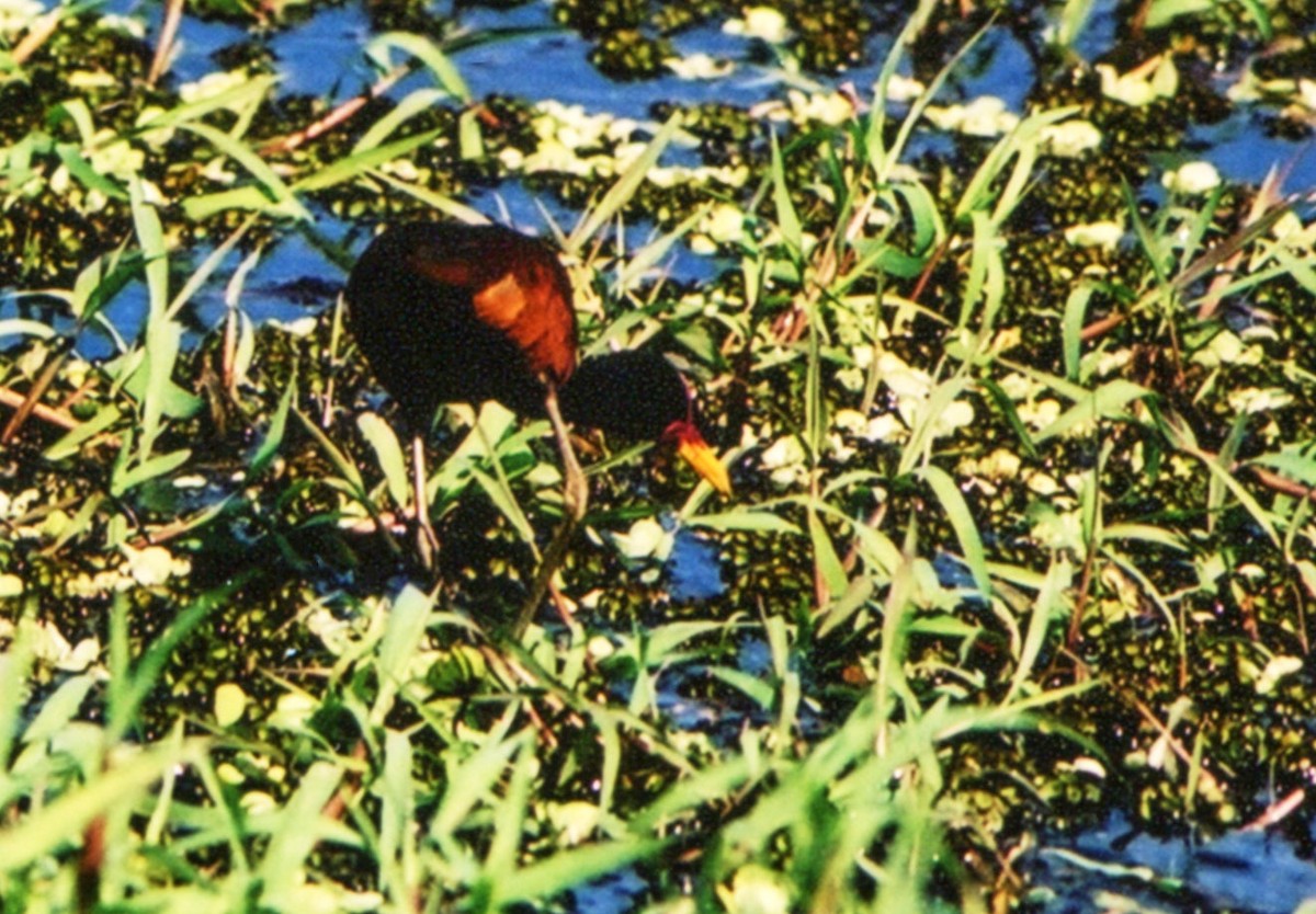 Wattled Jacana (Chestnut-backed) - ML653035317