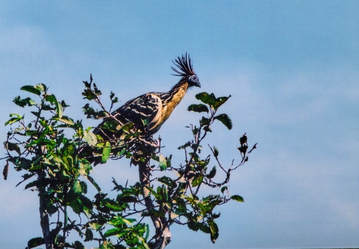Hoatzin - ML653035761
