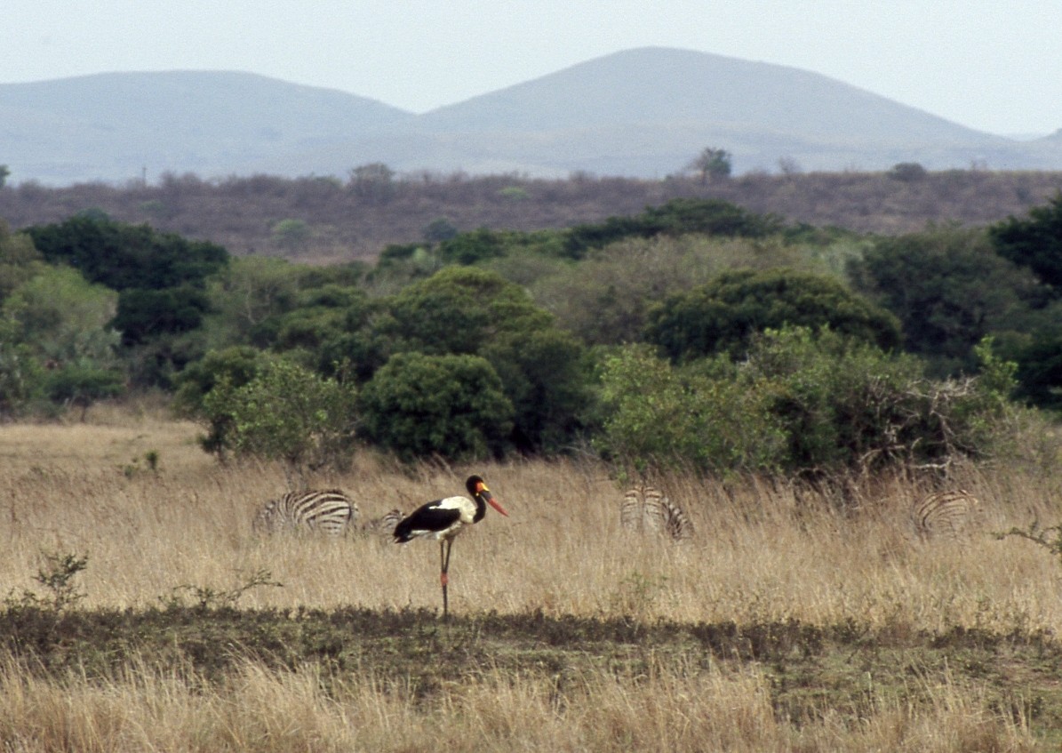 Jabiru d'Afrique - ML653036886