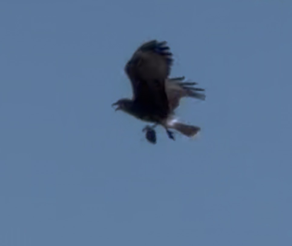 Snail Kite - ML653037735