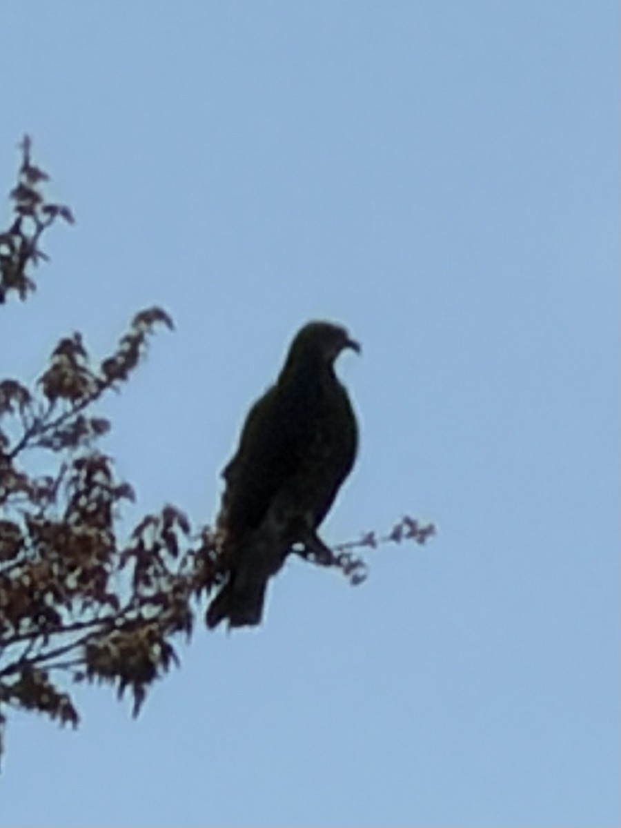 Snail Kite - ML653037736