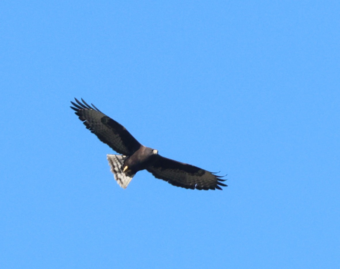 Short-tailed Hawk - ML653038260