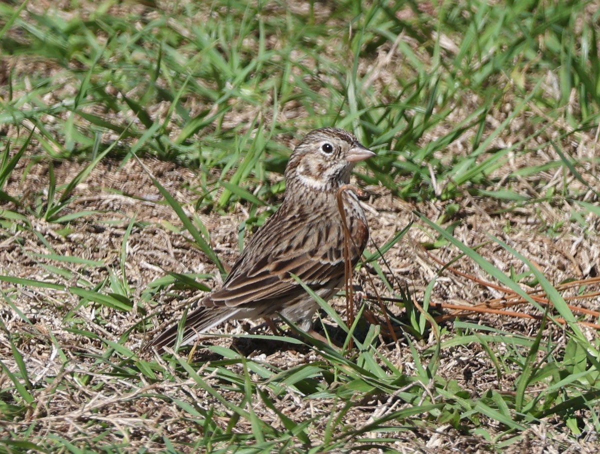 Vesper Sparrow - ML653038282