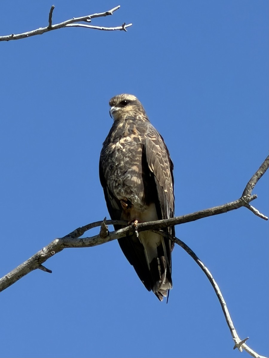 Snail Kite - ML653042626