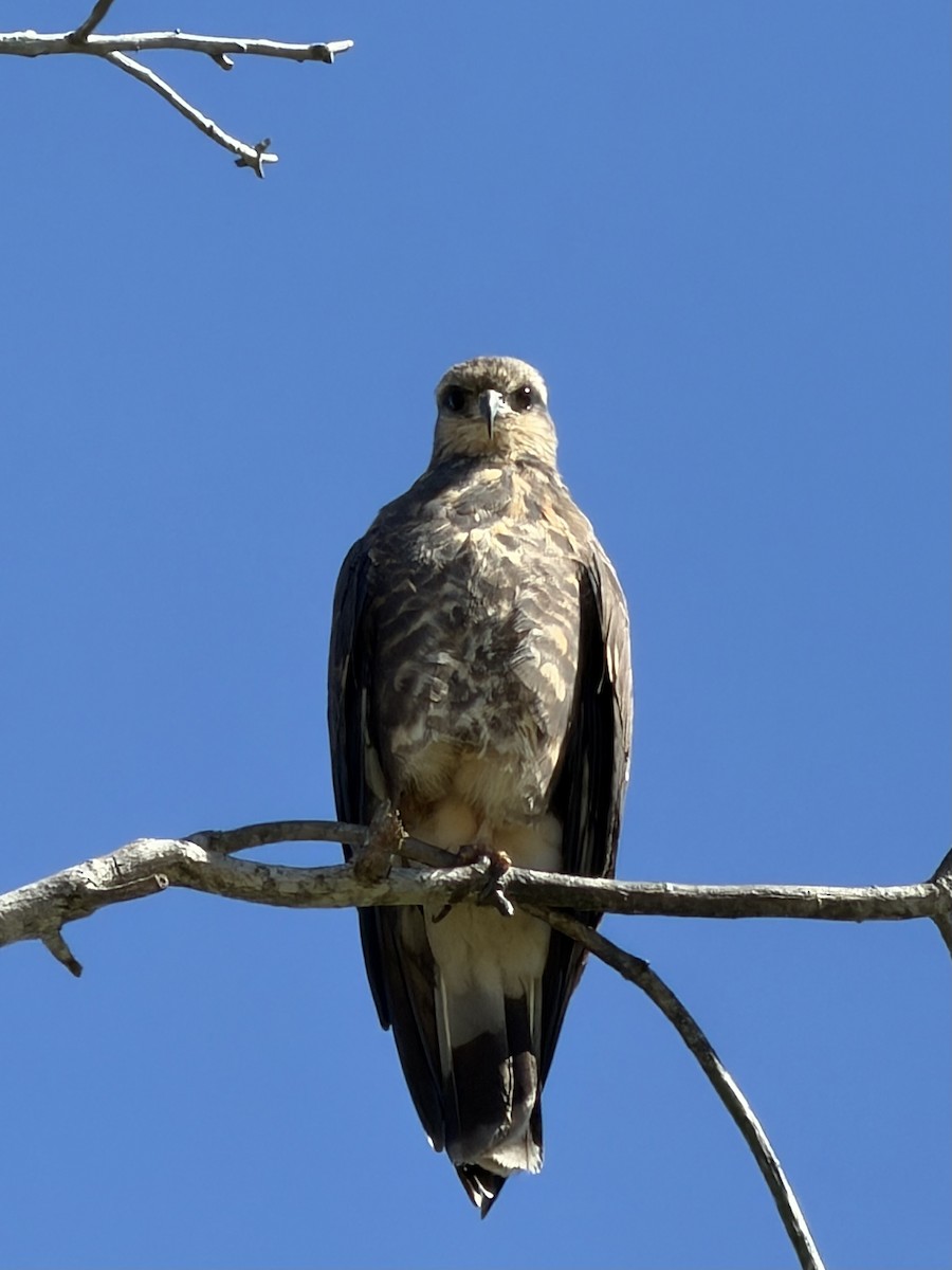 Snail Kite - ML653042627
