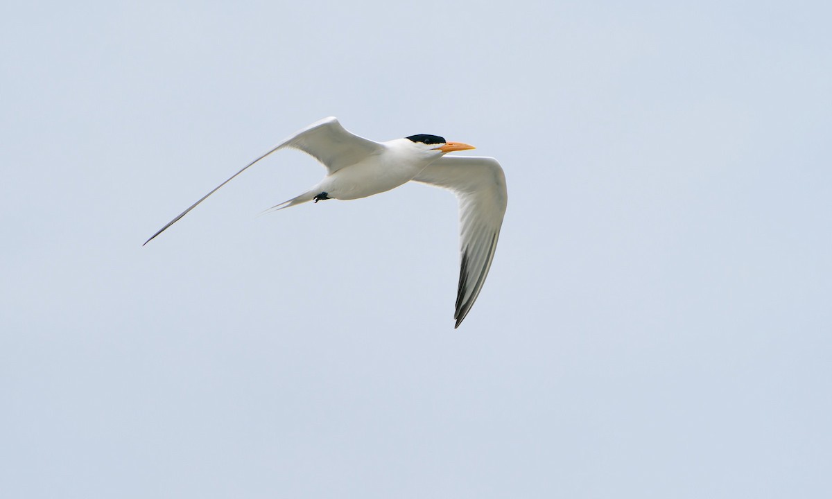 West African Crested Tern - ML653042987