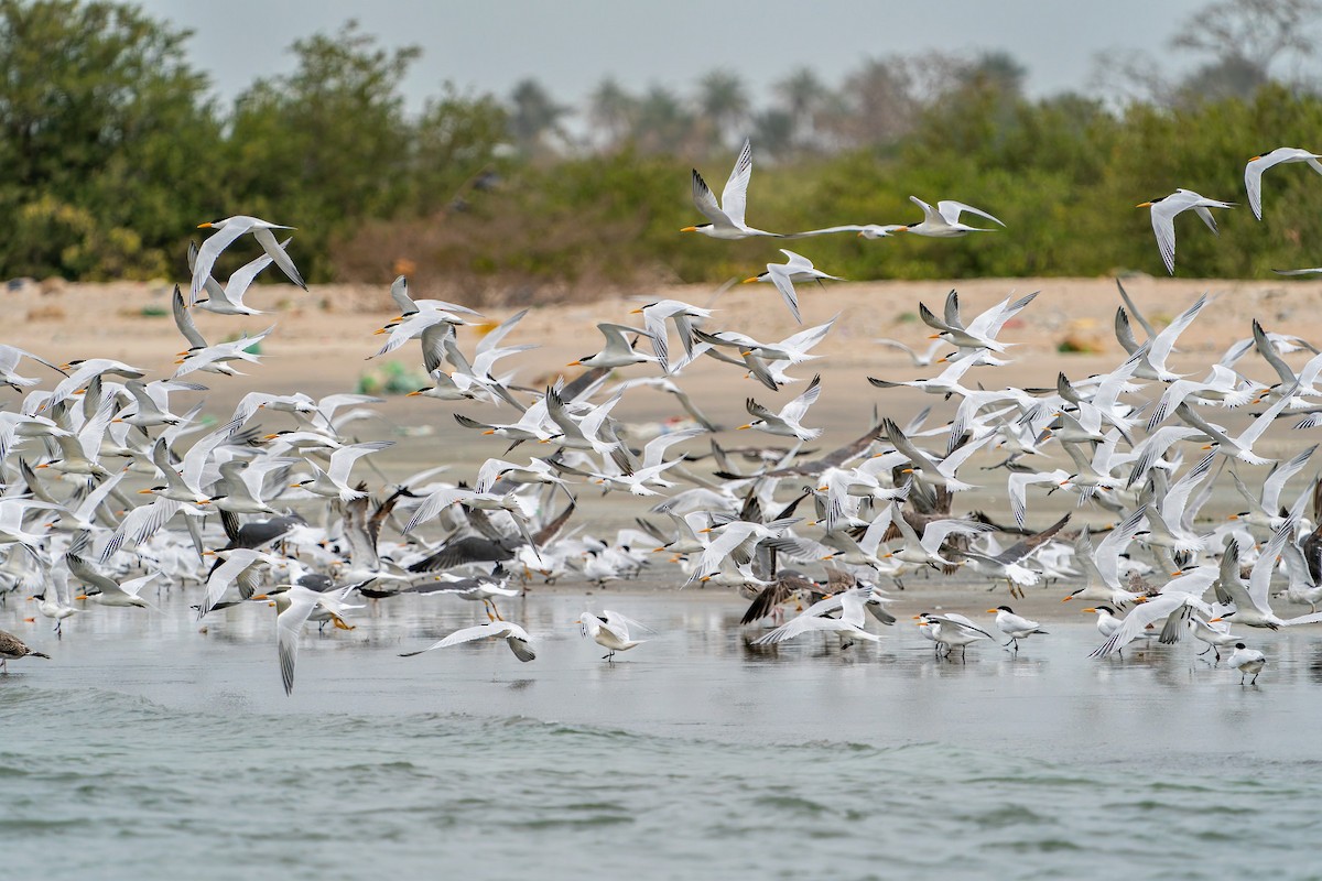 West African Crested Tern - ML653042988