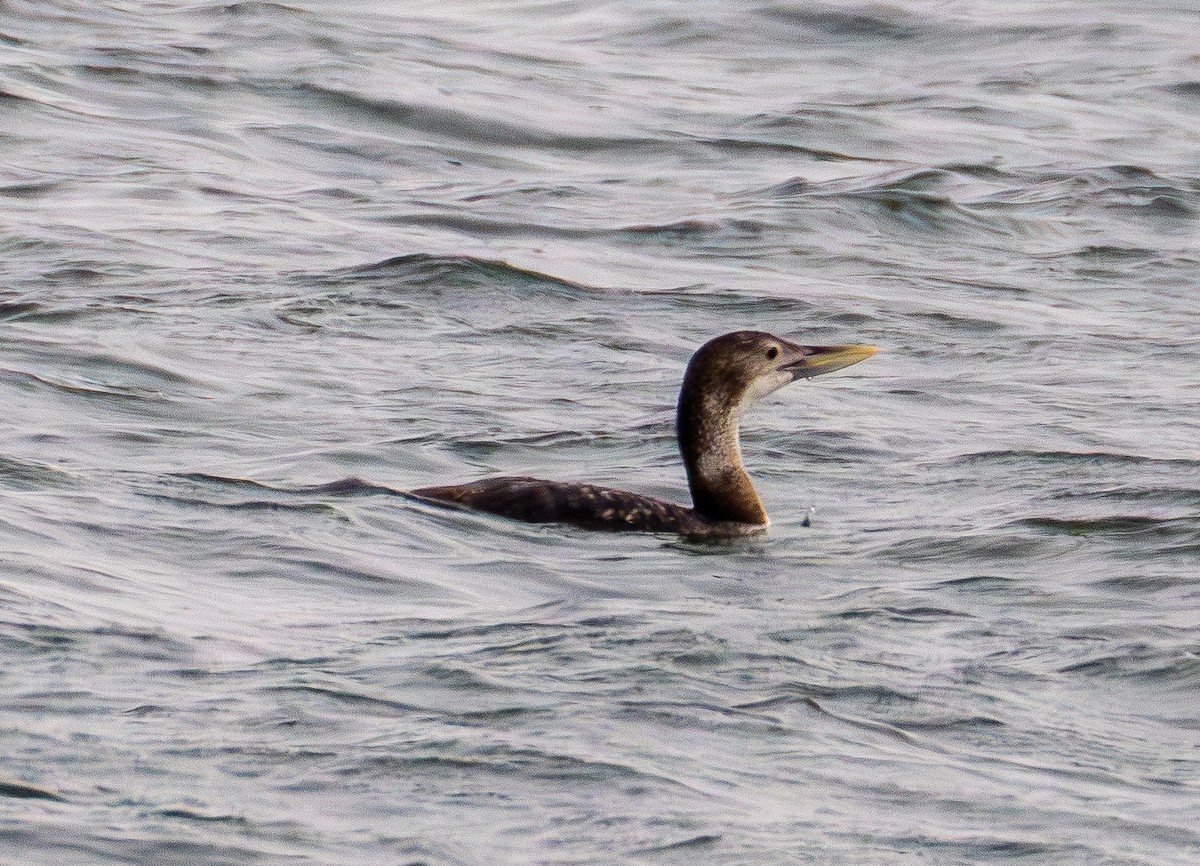 ML653044704 - Yellow-billed Loon - Macaulay Library