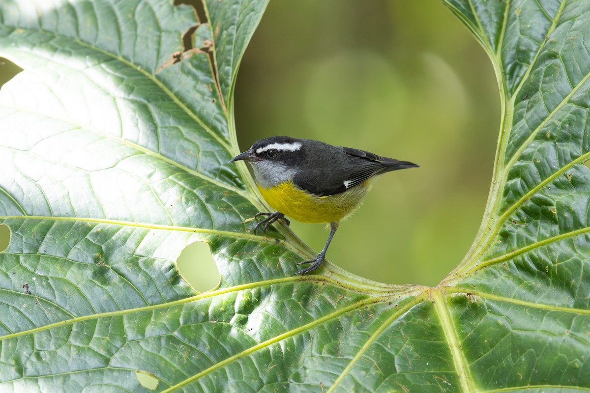 Bananaquit - ML653045491