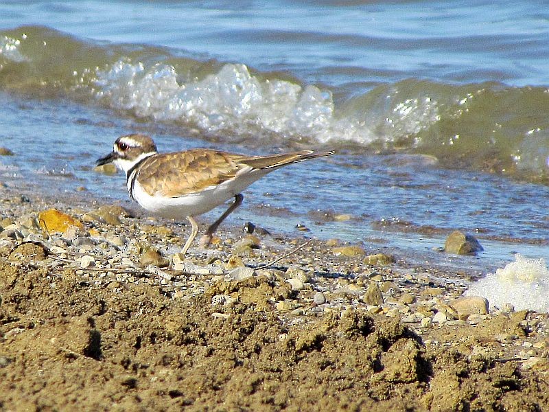 Killdeer - Tracy The Birder