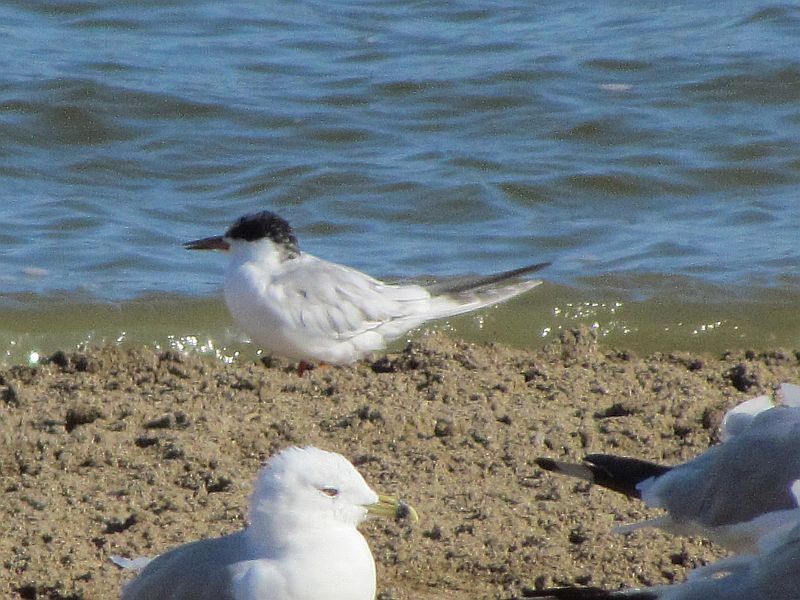 Forster's Tern - Tracy The Birder