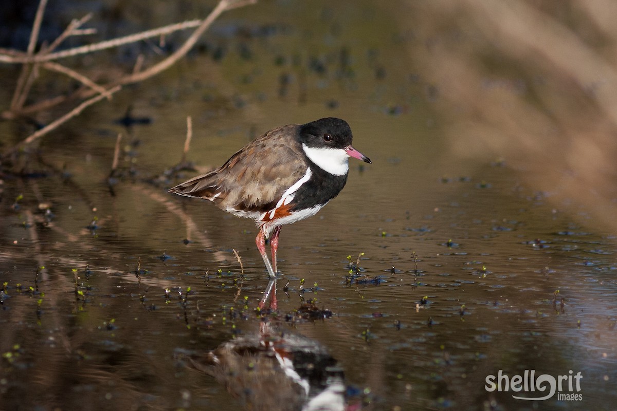 Red-kneed Dotterel - Luke Shelley