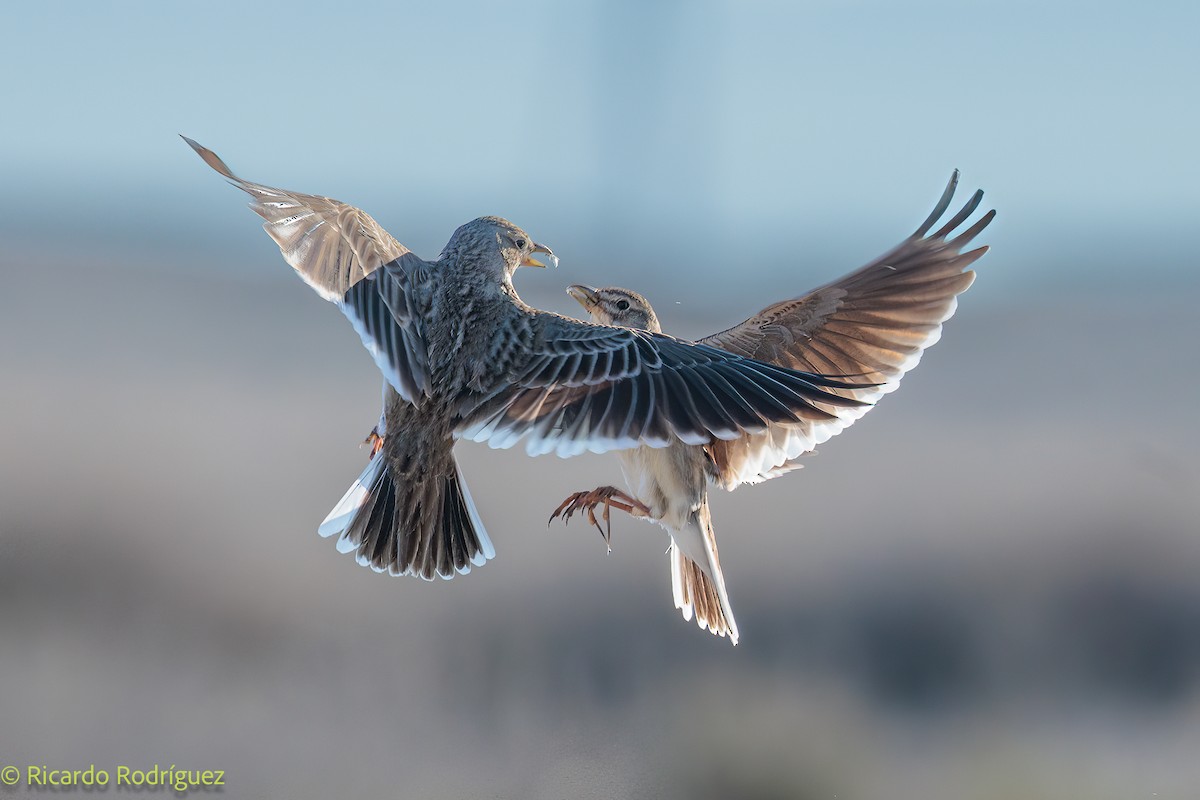 Calandra Lark - ML653049911