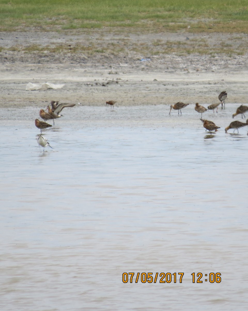 Asian Dowitcher - ML65305261