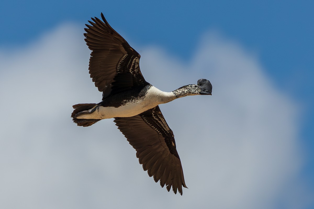 Comb Duck - ML653054024