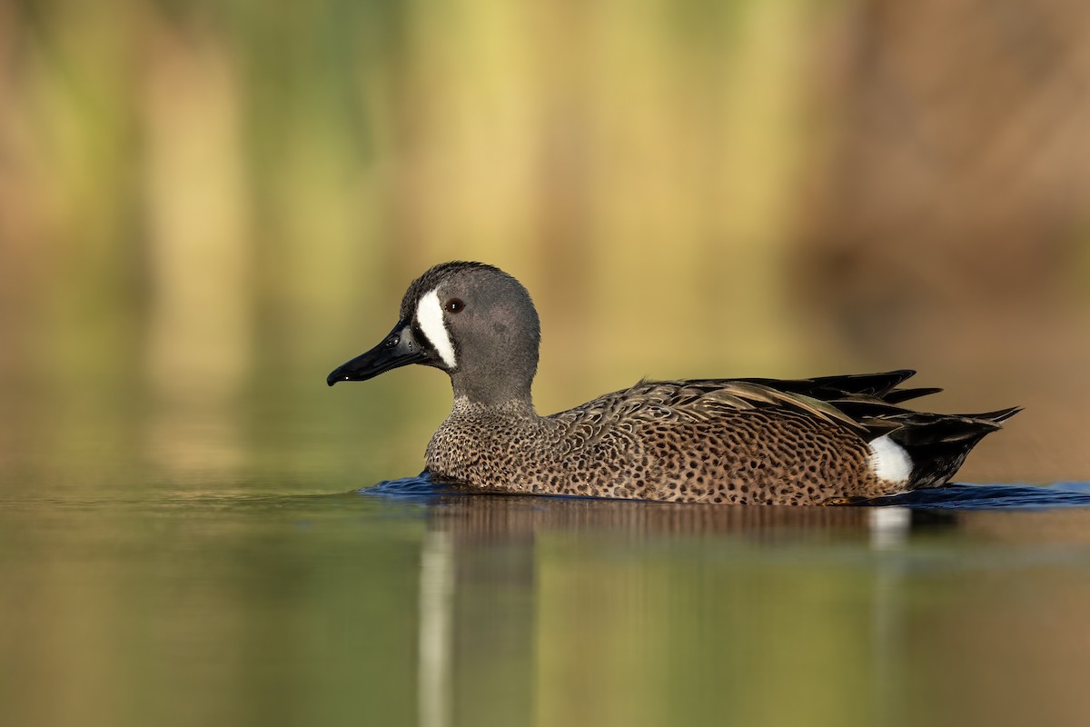 Blue-winged Teal - ML653055478