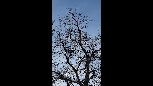 Cedar Waxwing - ML653058498