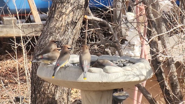 Cedar Waxwing - ML653058753