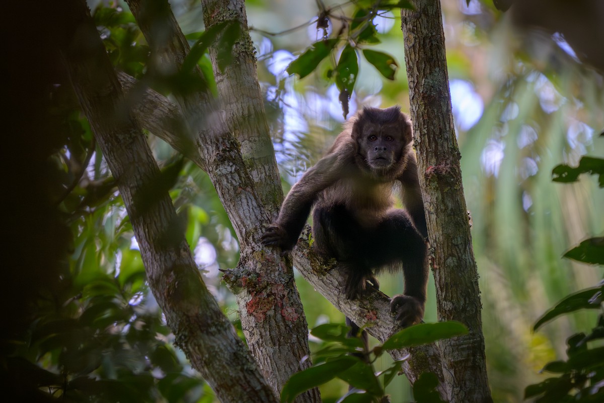 Brown Howler Monkey - ML653060748