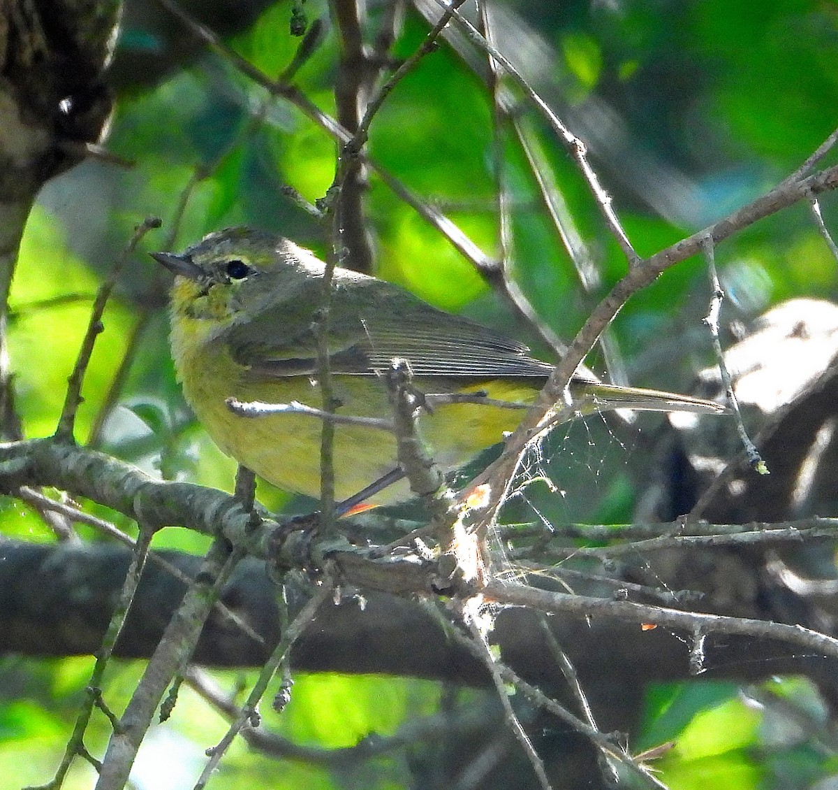 oransjekroneparula - ML653062791