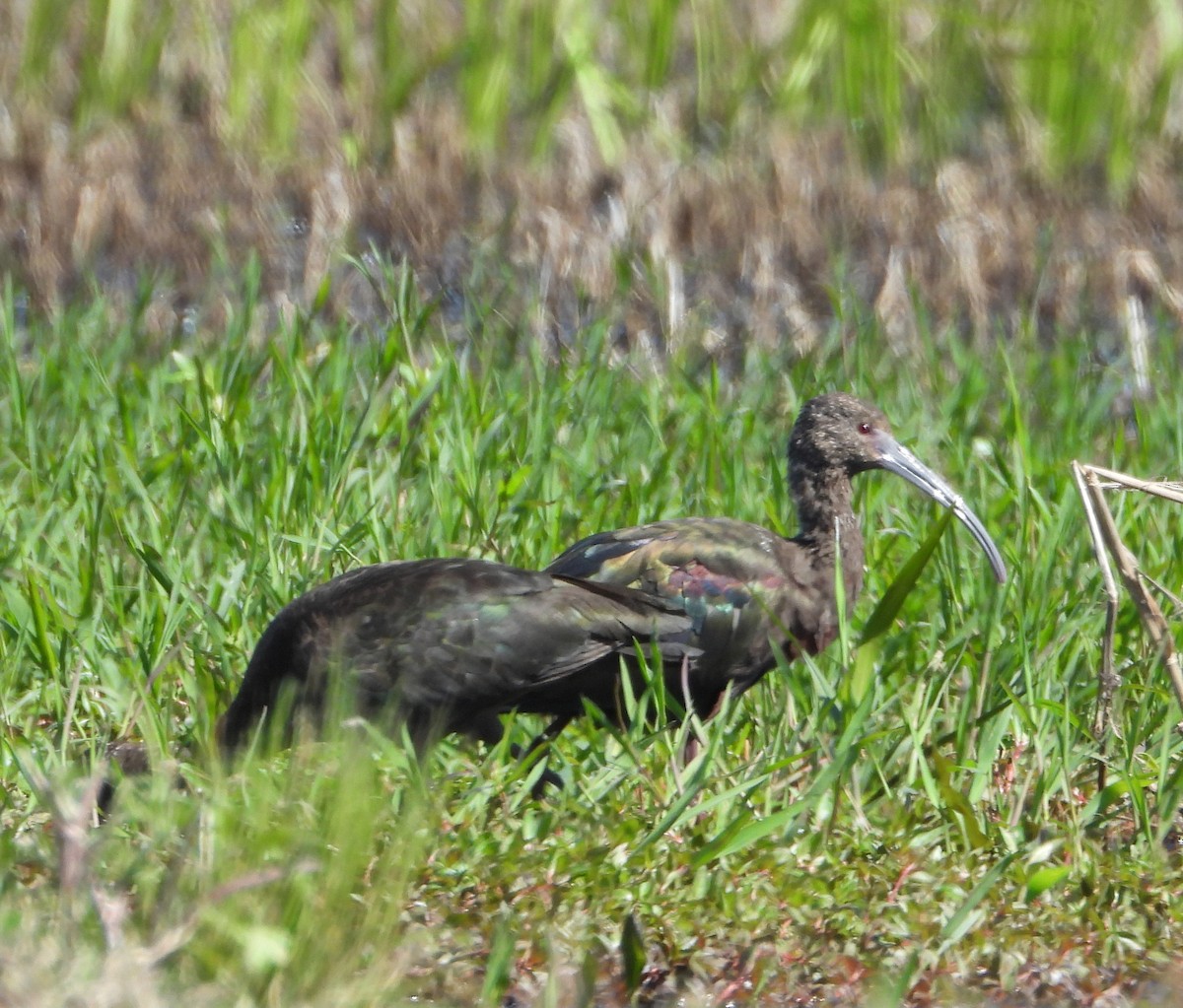 hvitgrimeibis - ML653062932