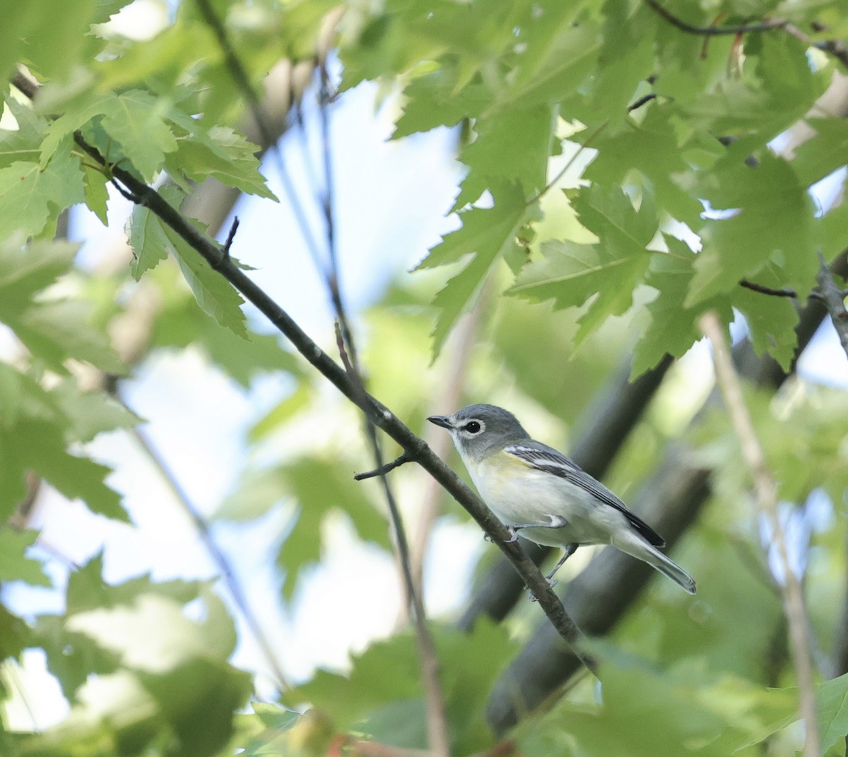 vireo sp. - ML653063479
