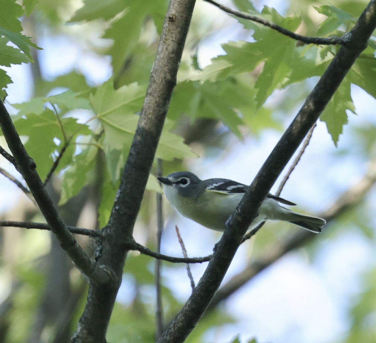 vireo sp. - ML653063480
