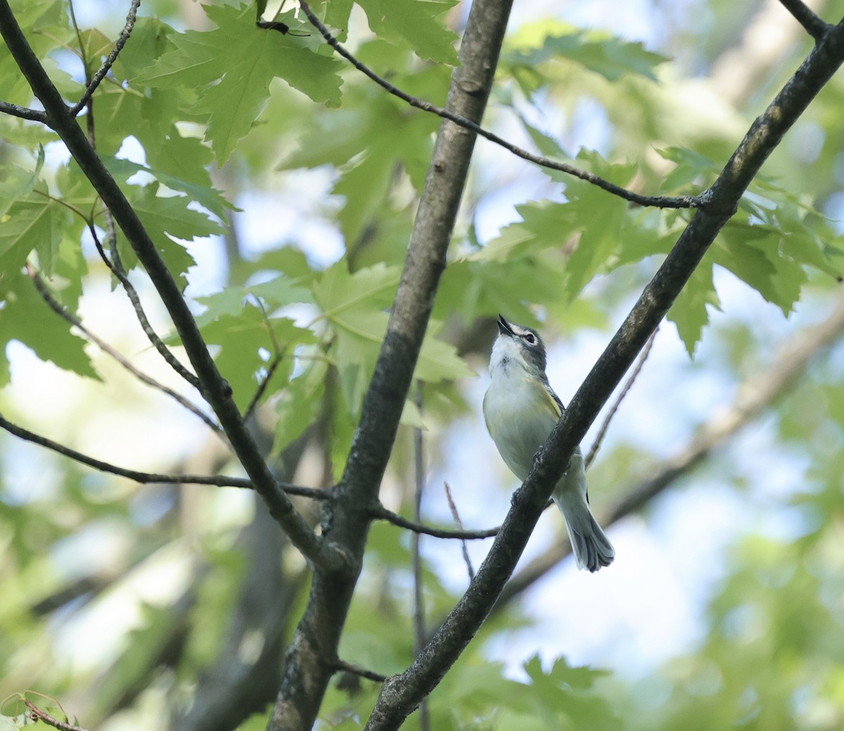 vireo sp. - ML653063482