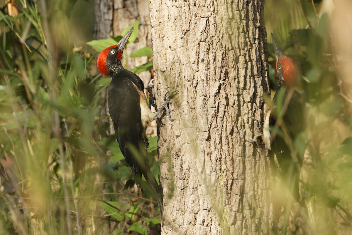 White-bellied Woodpecker - ML653064756