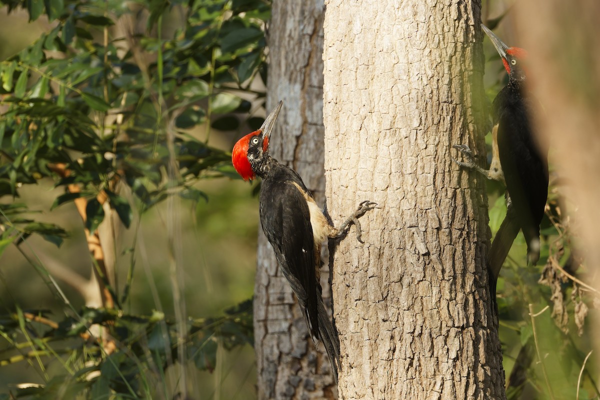 White-bellied Woodpecker - ML653064823