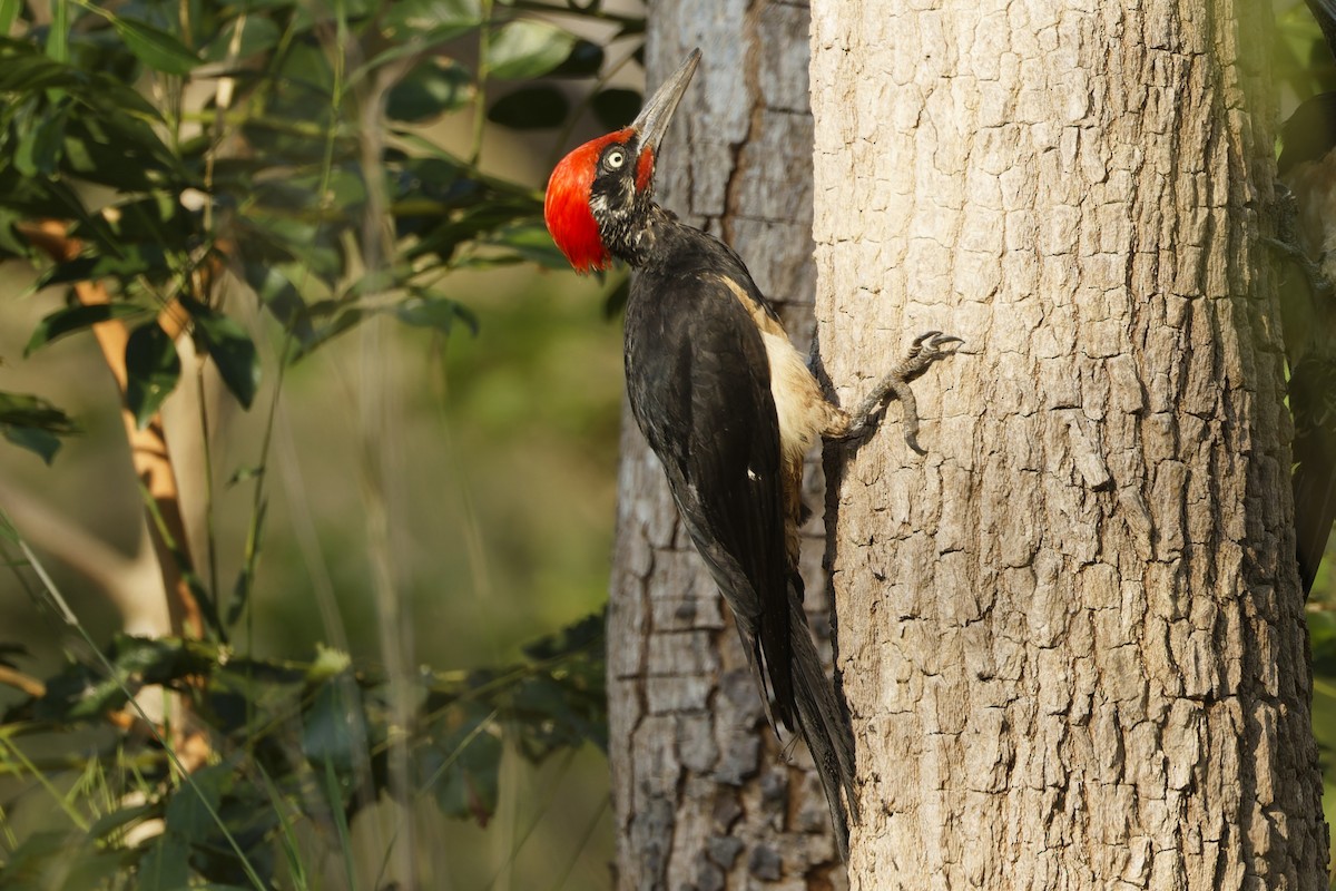 White-bellied Woodpecker - ML653064867